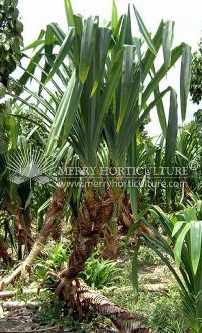 Pandanus utillis green (Broad leaves)